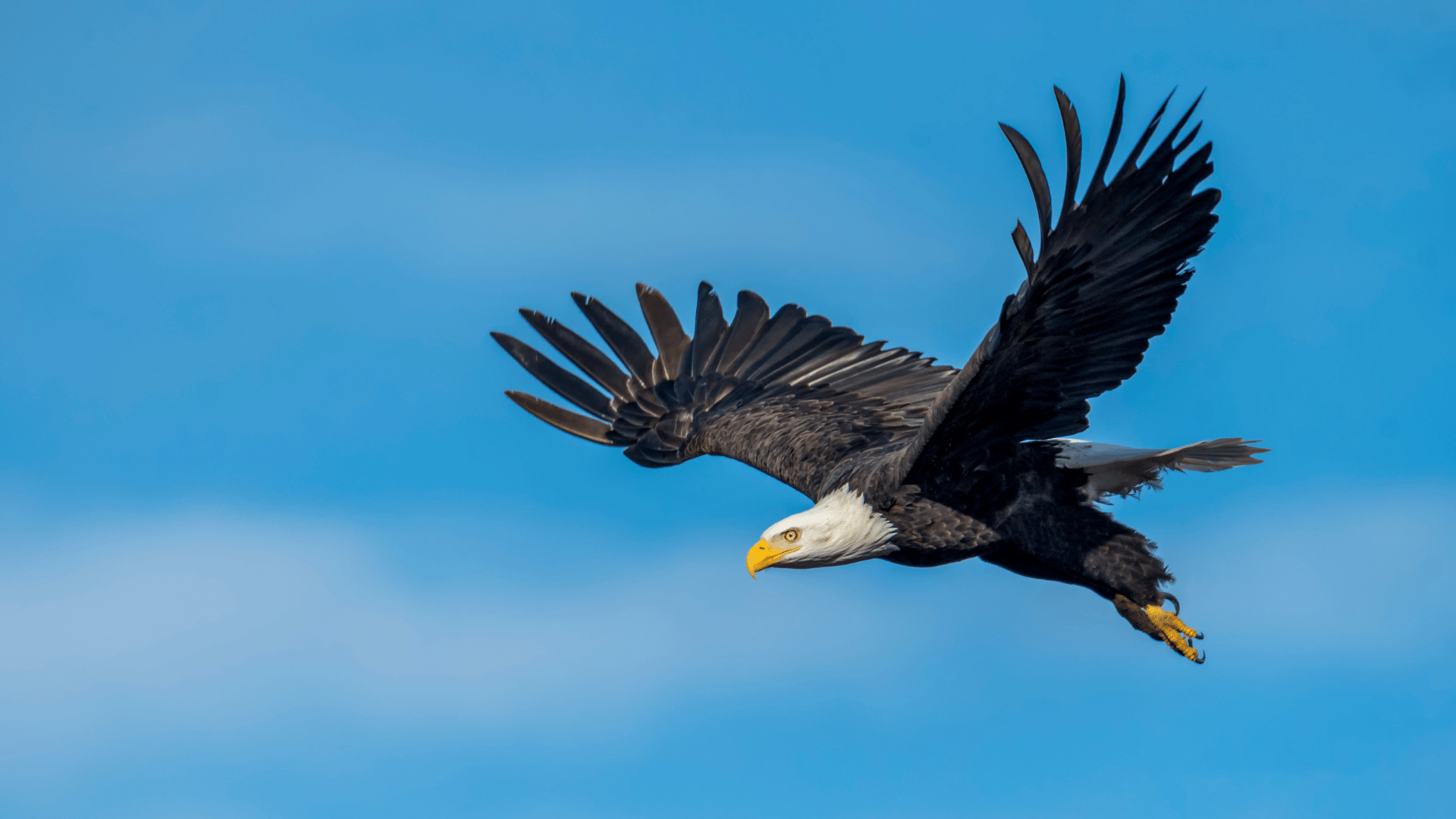 Eagle.png